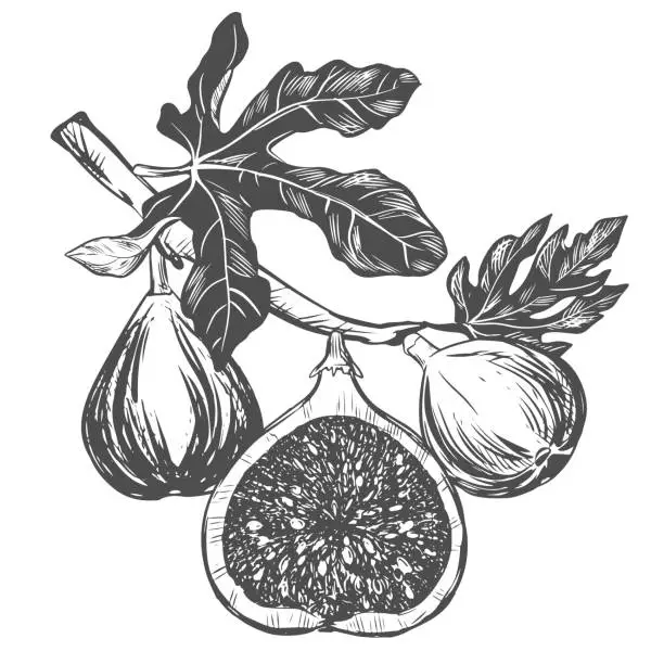 Vector illustration of Fig branch on a white background. Tropical plant, raw fruit, leaf. Sketch of sweet fruits. Vector image in engraving style. Suitable for packaging design, logo.