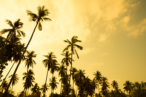 Beautiful silhouette coconut palm tree forest in golden sunset evening background. Travel tropical summer beach holiday vacation or save the earth, nature environmental concept.