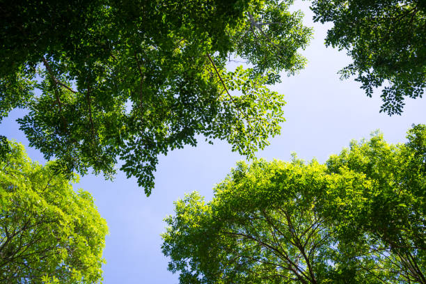 istock Beautiful forest tree leaves in summer from bottom view with blue sky. 1604634446