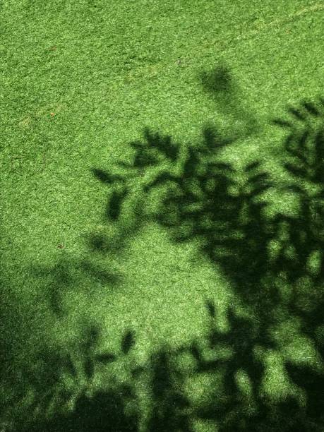 istock Shadow of Leaves tree on the grass 1604639906