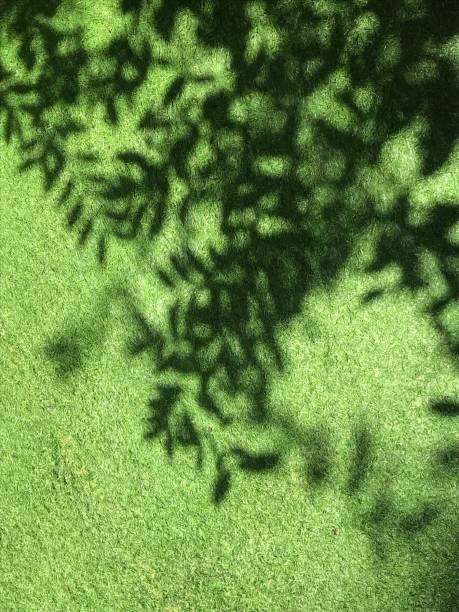 istock Shadow of Leaves tree on the grass 1604641490