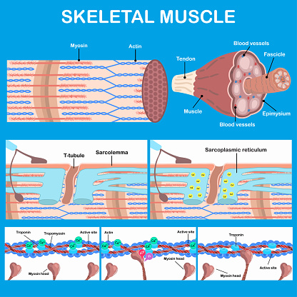 Skeletal muscle in vector hand draw