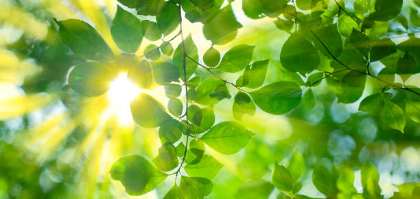 istock sunshine leaves banner 1604648974