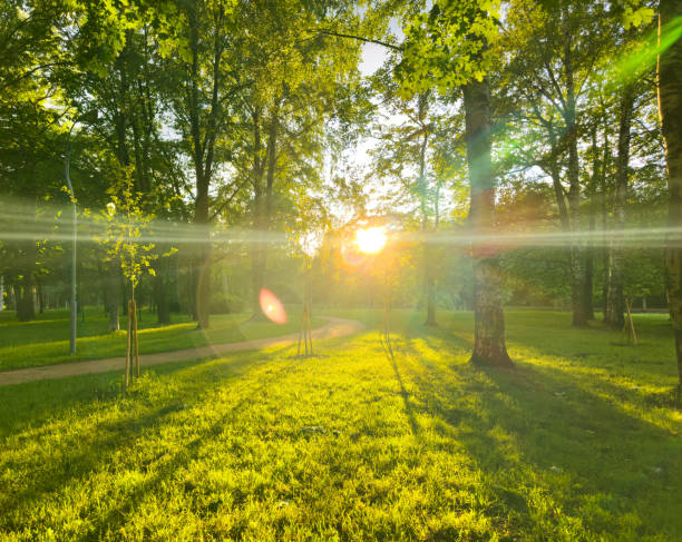 Green park with lawn and trees in a city at sunset. Beautiful panorama of green city park at dawn. stock photo