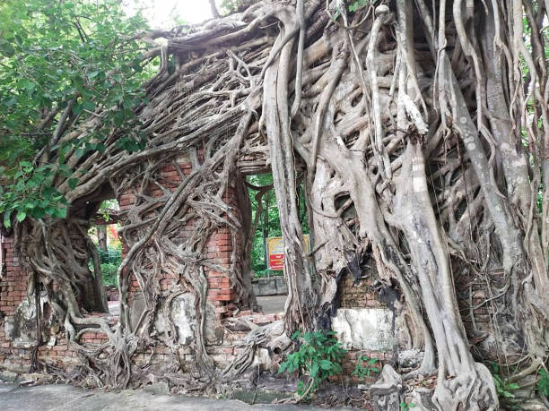 istock A large banyan tree surrounds the temple. 1604660299