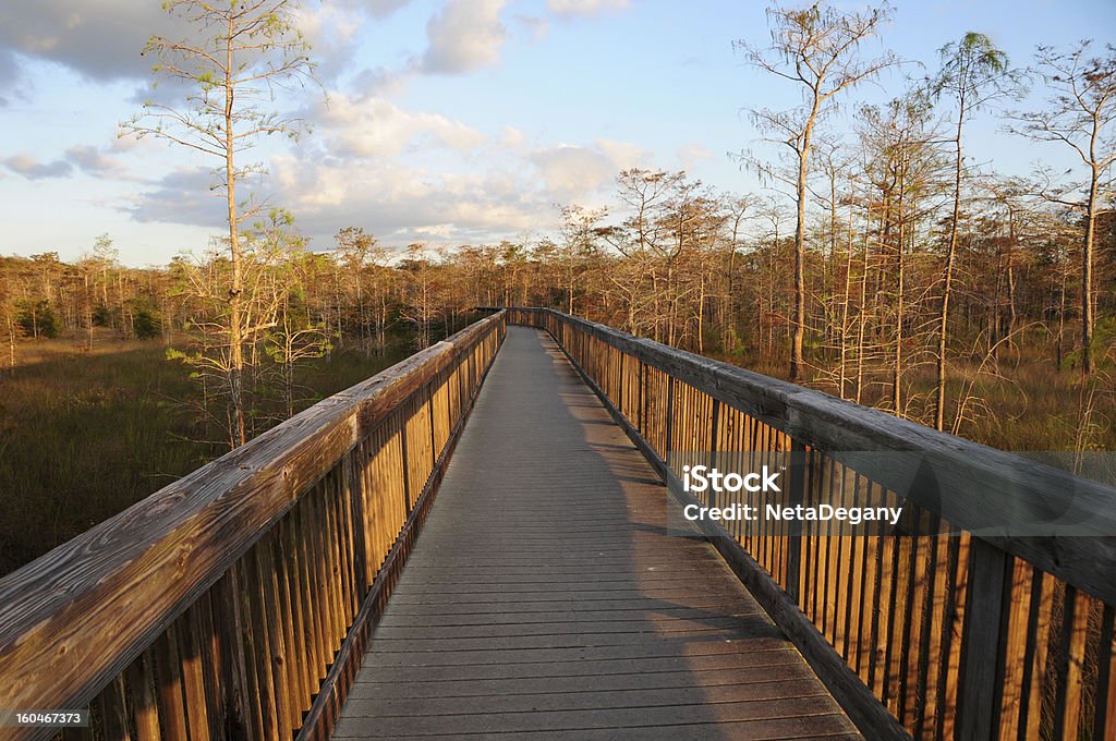 Paseo en reserva nacional del gran ciprés, en el sur de Florida - Foto de stock de Florida - Estados Unidos libre de derechos