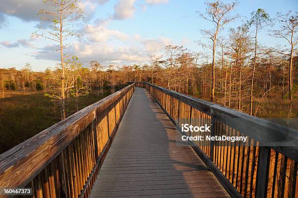 Paseo En Reserva Nacional Del Gran Ciprés En El Sur De Florida Foto de stock y más banco de imágenes de Florida - Estados Unidos