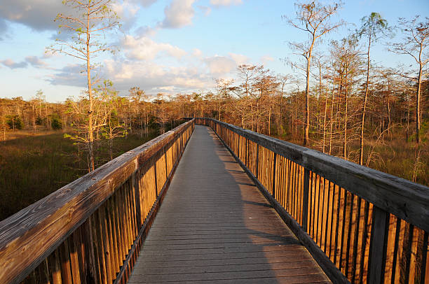 bulwar w rezerwat narodowy big cypress, południowa floryda - florida big cypress swamp national preserve footpath boardwalk zdjęcia i obrazy z banku zdjęć