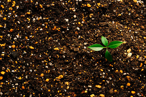 New plant growing from humus soil with copy space.