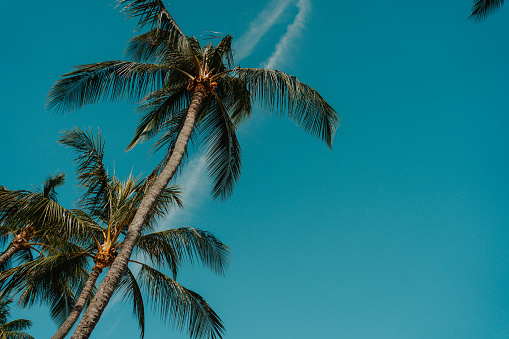 Palm trees and blue sky, Hawaii