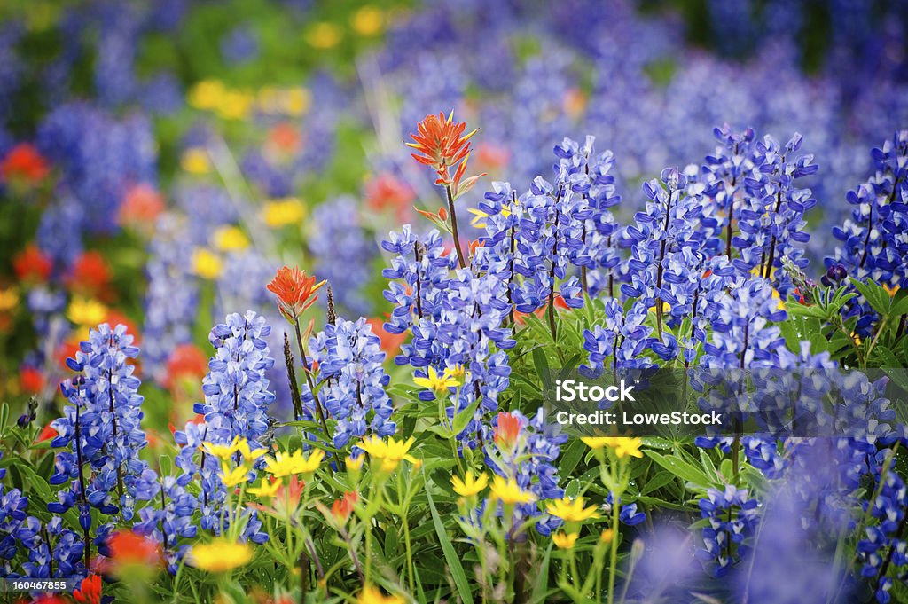 Heliotrope Ridge las flores silvestres. - Foto de stock de Estado de Washington libre de derechos