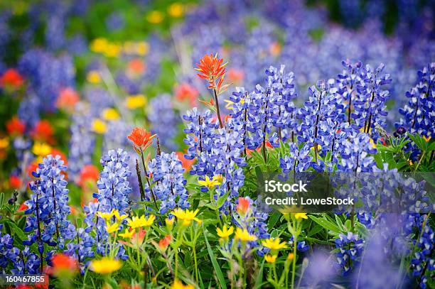 Heliotrope Ridge Las Flores Silvestres Foto de stock y más banco de imágenes de Estado de Washington - Estado de Washington, Flor silvestre, Noroeste Pacífico de los Estados Unidos