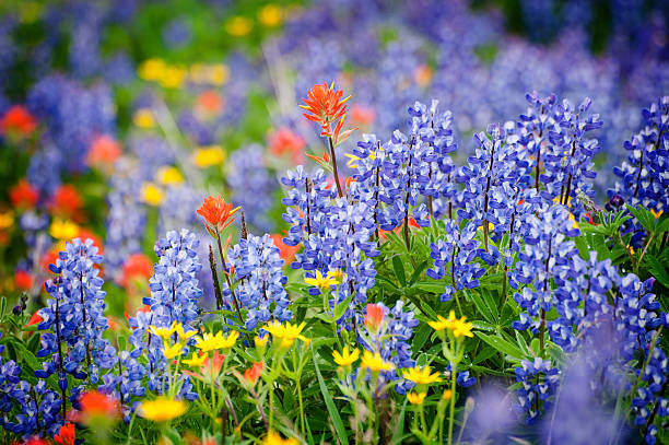 heliotrope ridge wildflowers. - north cascades national park mountain flower wildflower imagens e fotografias de stock
