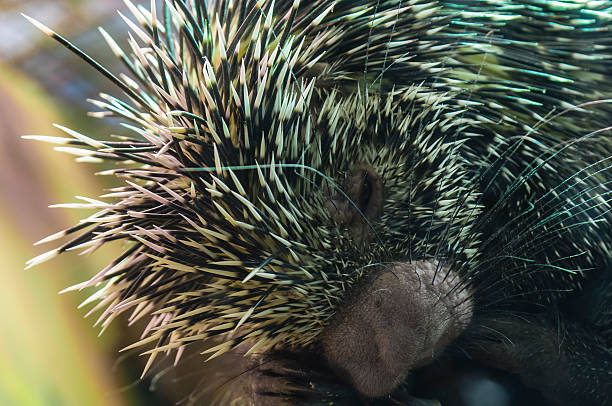 istock South American porcupine 160468537