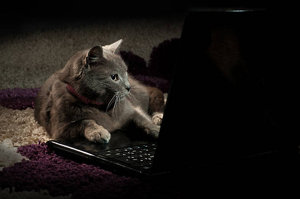 istock Domestic cat looking  on a laptop 160468755