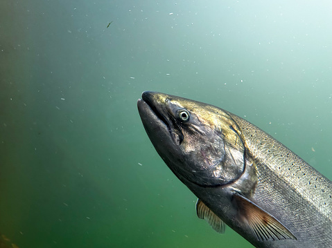A closeup of a Chinook King Salmon as it uses a fish ladder at a dam.