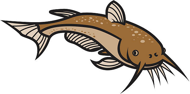 Catfish A brown catfish isolated on white catfish stock illustrations