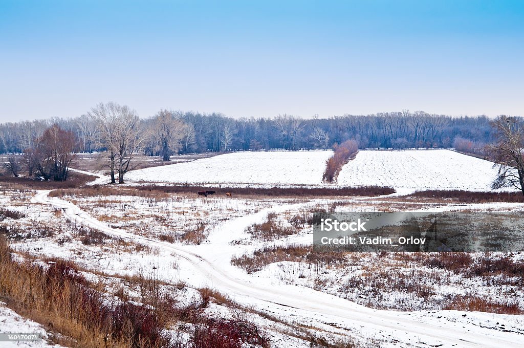 O primeiro neve. Paisagem Rural - Foto de stock de Arbusto royalty-free