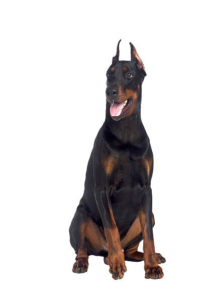 istock Sitting doberman dog isolated 160470280