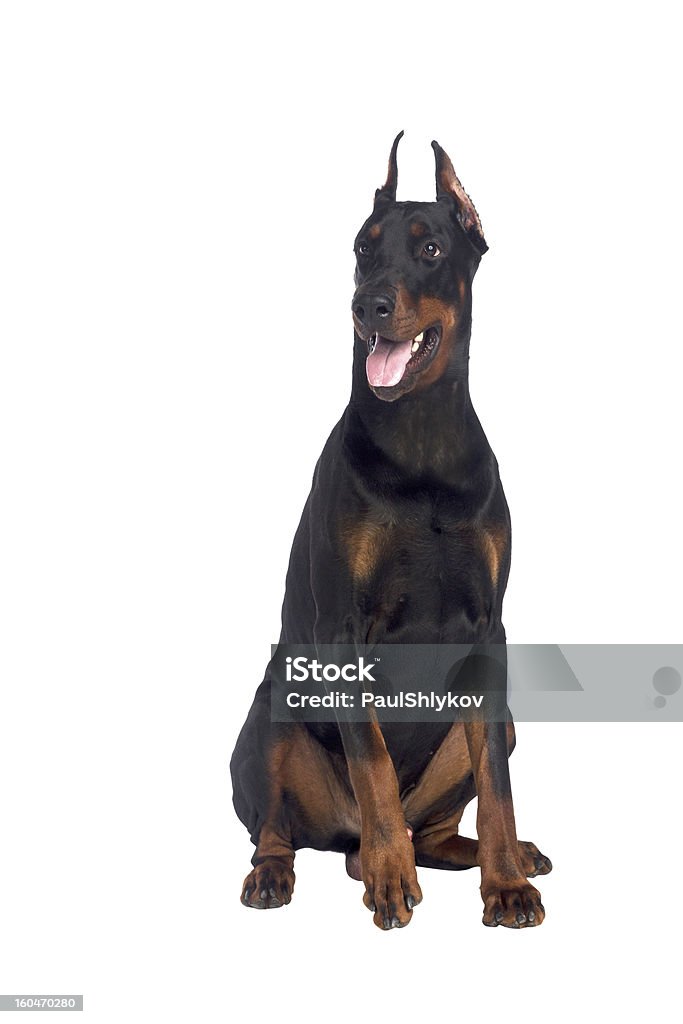Sentado doberman Cão isolado - Royalty-free Doberman Pinscher Foto de stock