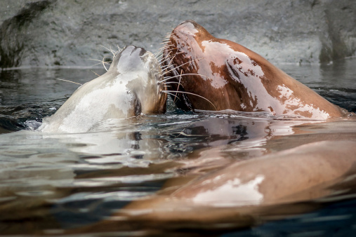 Two Steller sea lions in the water kissing
