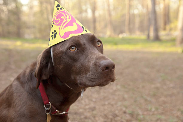 Labrador retriever second birthday stock photo