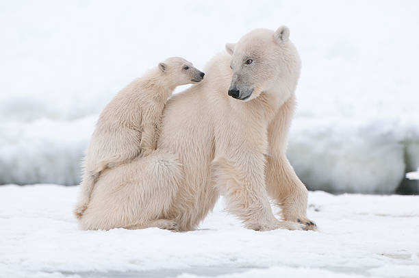 ours polaire - svalbard islands photos et images de collection