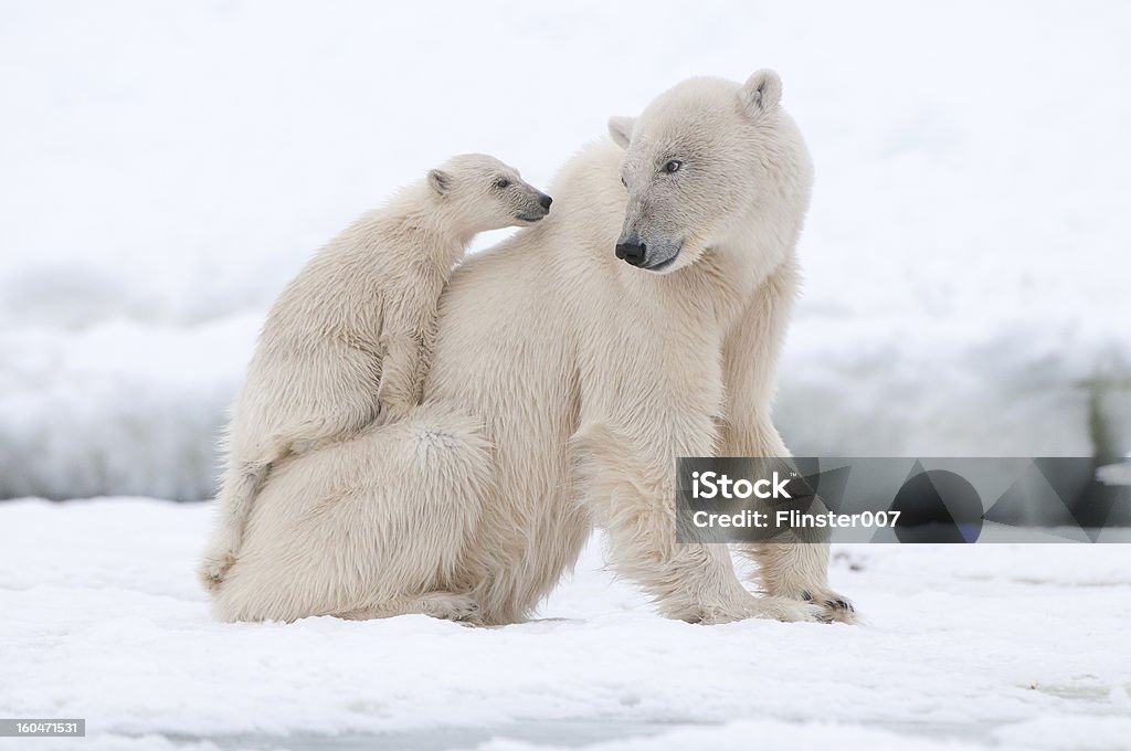 Polar bear Polar bear with cub in Arctic Svalbard Polar Bear Stock Photo