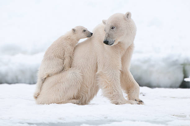 Polar bear Polar bear with cub in Arctic Svalbard animal family stock pictures, royalty-free photos & images