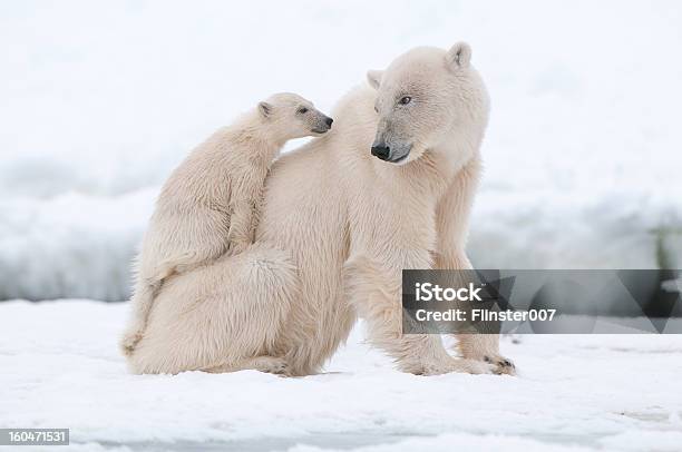 Polar Bear Stock Photo - Download Image Now - Polar Bear, Bear, Cub