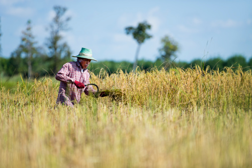 rice farmer in thailand working in the fields