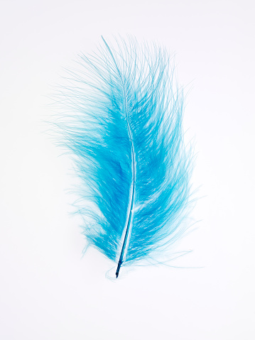 Beautiful blue feather, 