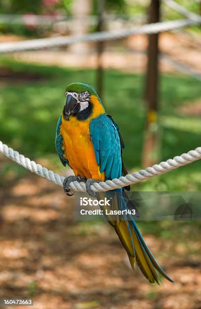 Ara Pappagallo - Fotografie stock e altre immagini di Ala di animale - Ala di animale, Ambientazione esterna, America Latina