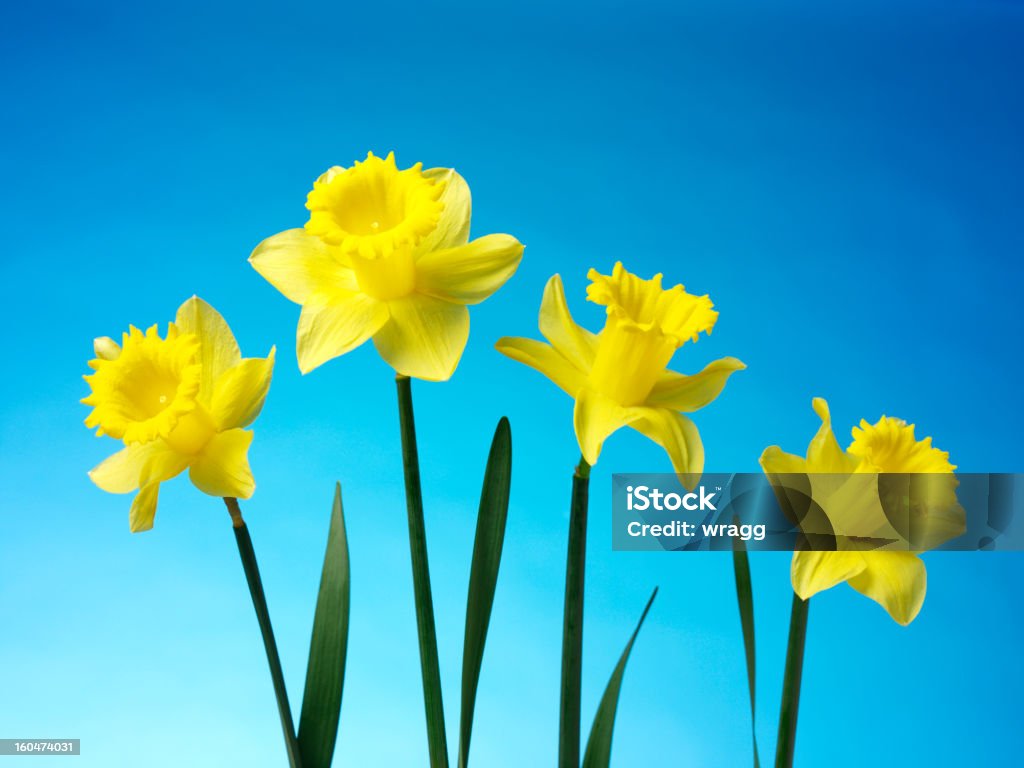 Daffodils świeżości sprężyny - Zbiór zdjęć royalty-free (Bez ludzi)