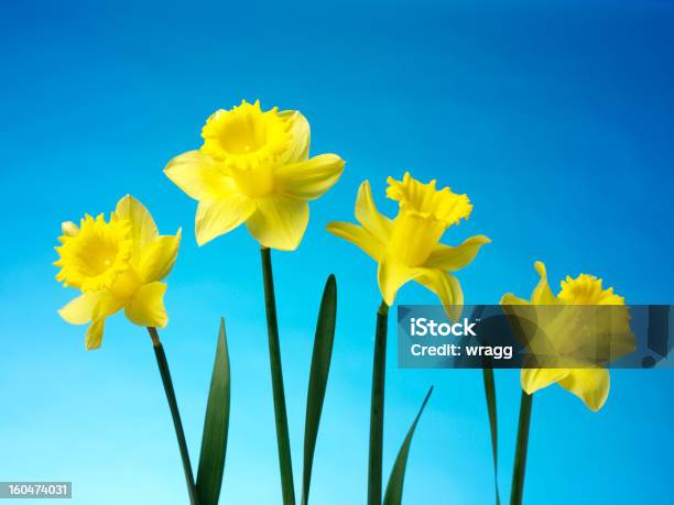 Daffodils Świeżości Sprężyny - zdjęcia stockowe i więcej obrazów Bez ludzi - Bez ludzi, Cztery przedmioty, Fotografika