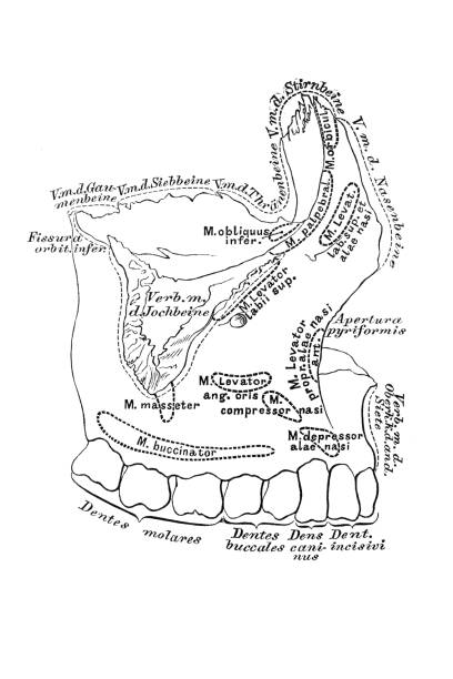 Maxile Drawing 110+ Diagram Human Mandible Drawings Stock Illustrations, Royalty-Free ...