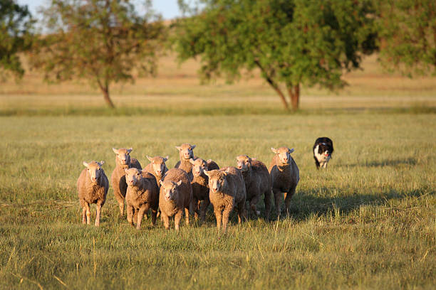 시프 끌어모으기 - sheepdog dog sheep border collie 뉴스 사진 이미지