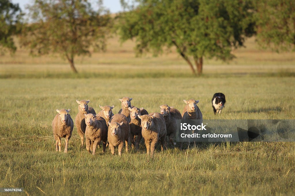 Owca Zaganiać zwierzęta - Zbiór zdjęć royalty-free (Owca)