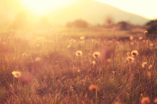 Withered daisy field sunlit in the autumn