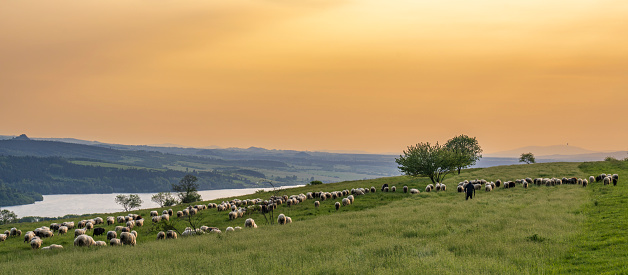A shepherd grazes sheep in a pasture before sunset