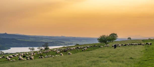 a shepherd grazes sheep. - poland rural scene scenics pasture imagens e fotografias de stock