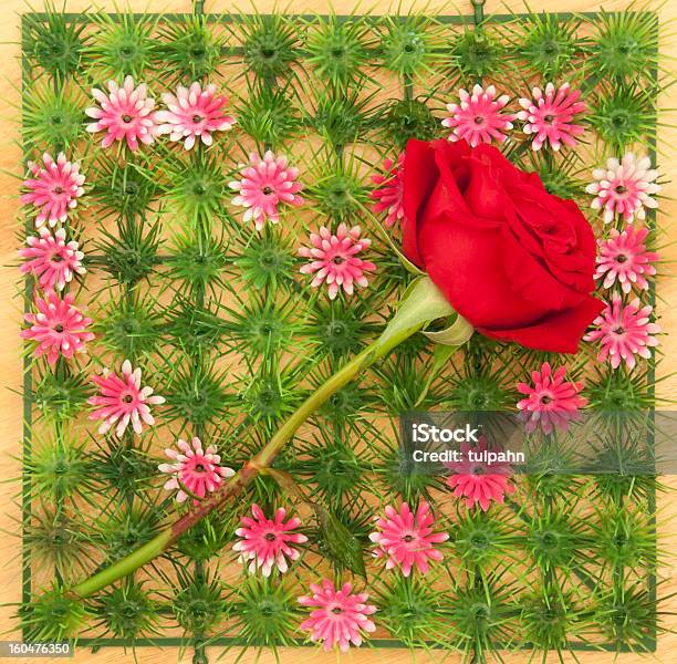 로즈 On 하트 모양 기호까지 0명에 대한 스톡 사진 및 기타 이미지 - 0명, 꽃 한송이, 꽃-꽃의 구조