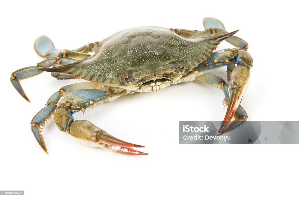 Blue Crab Blue Crab with white background Blue Crab Stock Photo