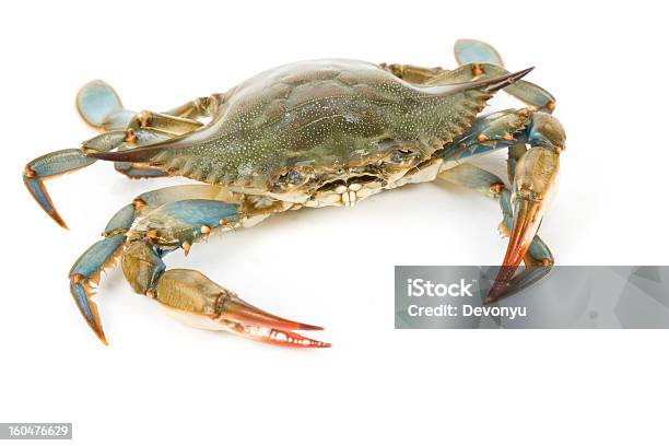 Blue Crab Stock Photo - Download Image Now - Blue Crab, Cut Out, Crab