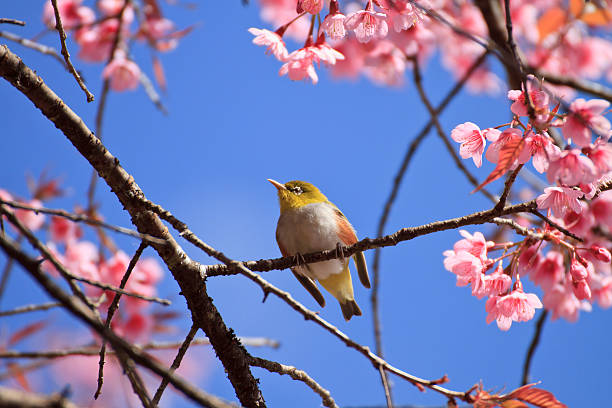 istock Cute bird on cherry blossom tree branch 160477576