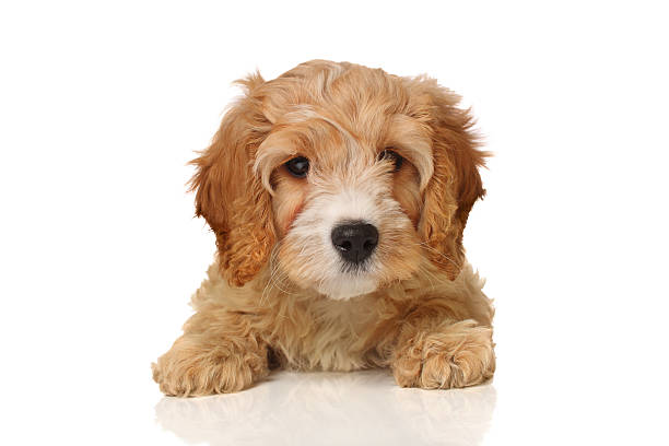 cavapoo puppy stock photo