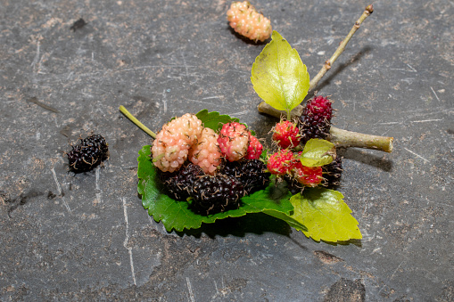 Ripe and delicious black mulberry ( Morus ) fruit with green leaf on Stone background