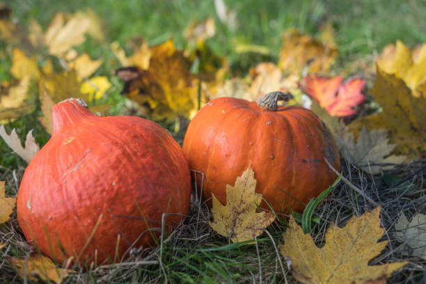 秋のカボチャ、草の上に黄色いカエデの葉を落とす、自然の背景。 - color image thanksgiving photography harvest festival ストックフォトと画像