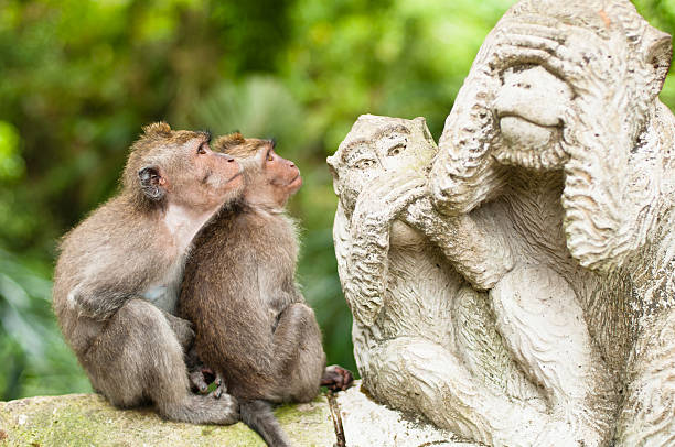Long-tailed macaques stock photo