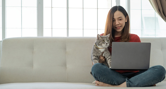 Young asian businesswoman working at home using laptop computer while caressing pet cat.
